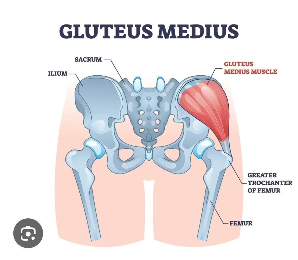 A diagram showing the glute medius muscle