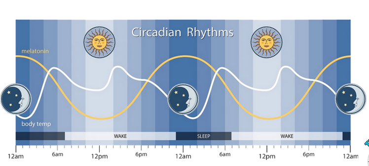 Diagram showing circadian rhythm with changes in light and temperature over time