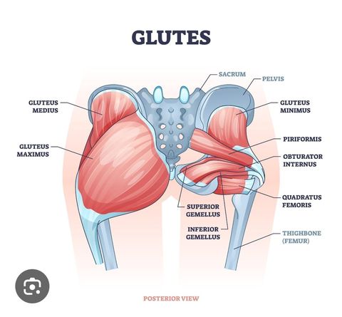 Diagram of the gluteus maximus muscle